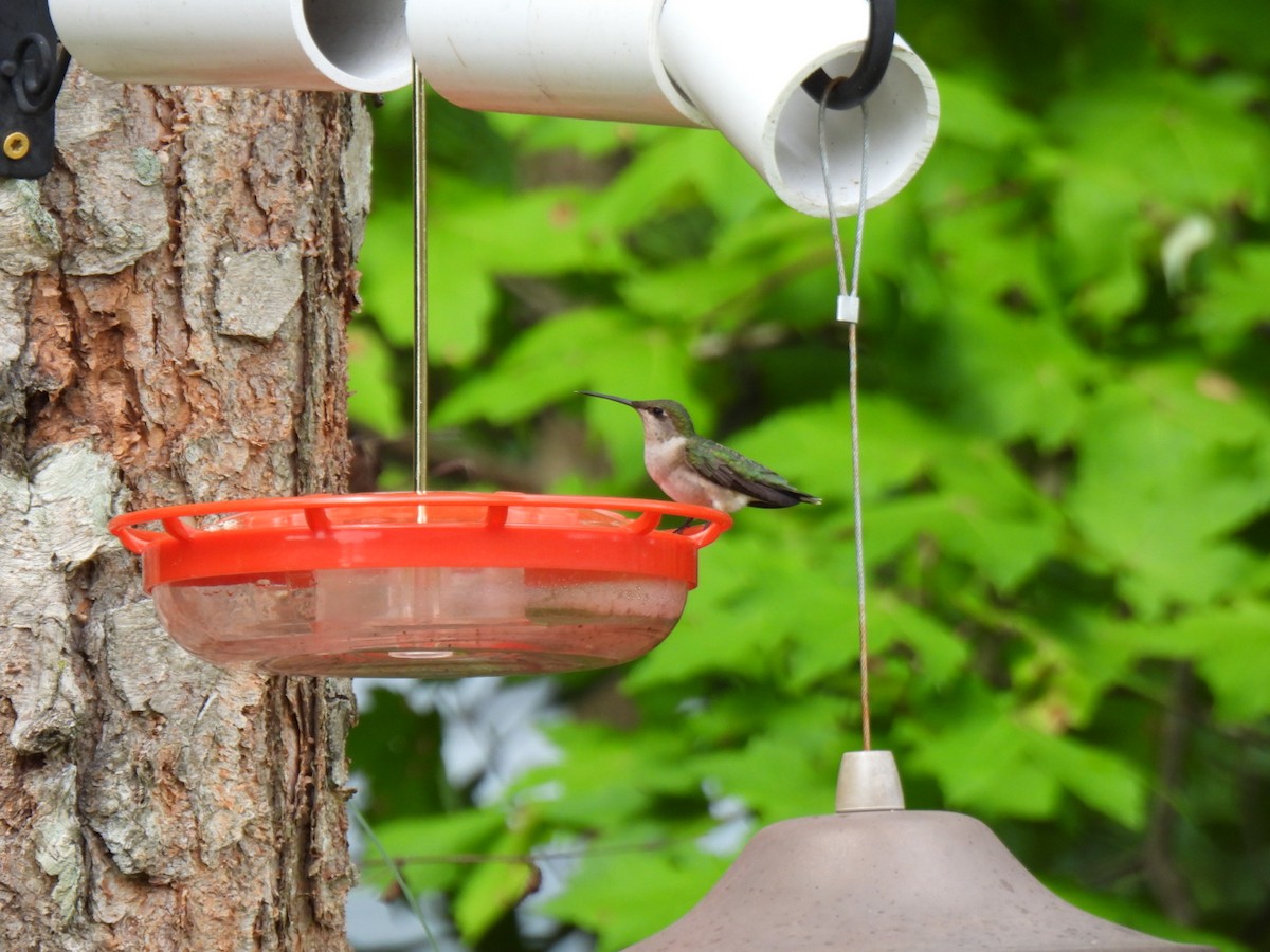 Ruby-throated Hummingbird - ML561658671