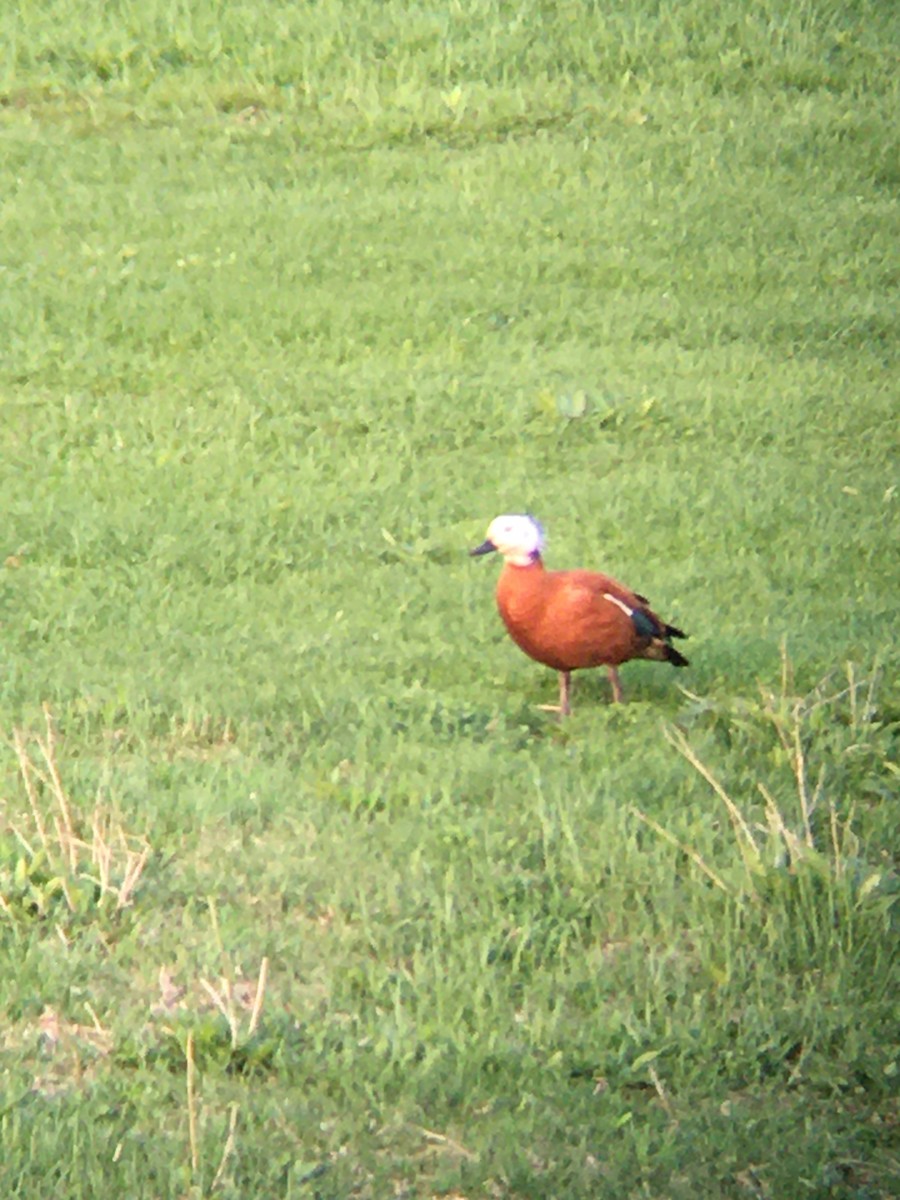 Paradise Shelduck - ML561662401