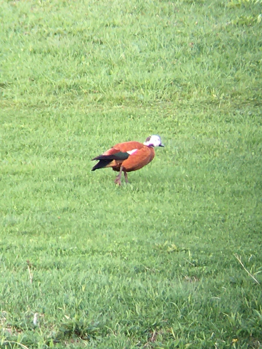 Paradise Shelduck - ML561662411