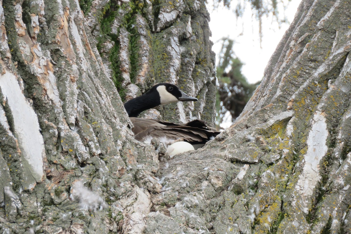 Canada Goose - Teresa Dolman