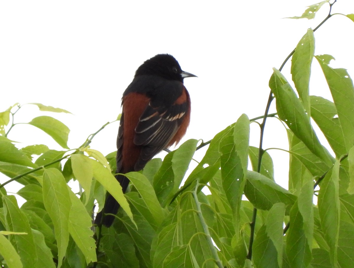 Orchard Oriole - ML561666461