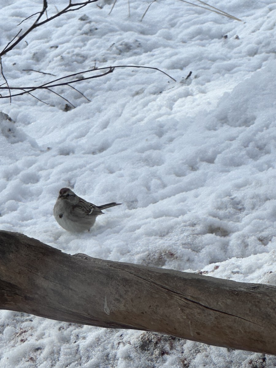 American Tree Sparrow - ML561666561