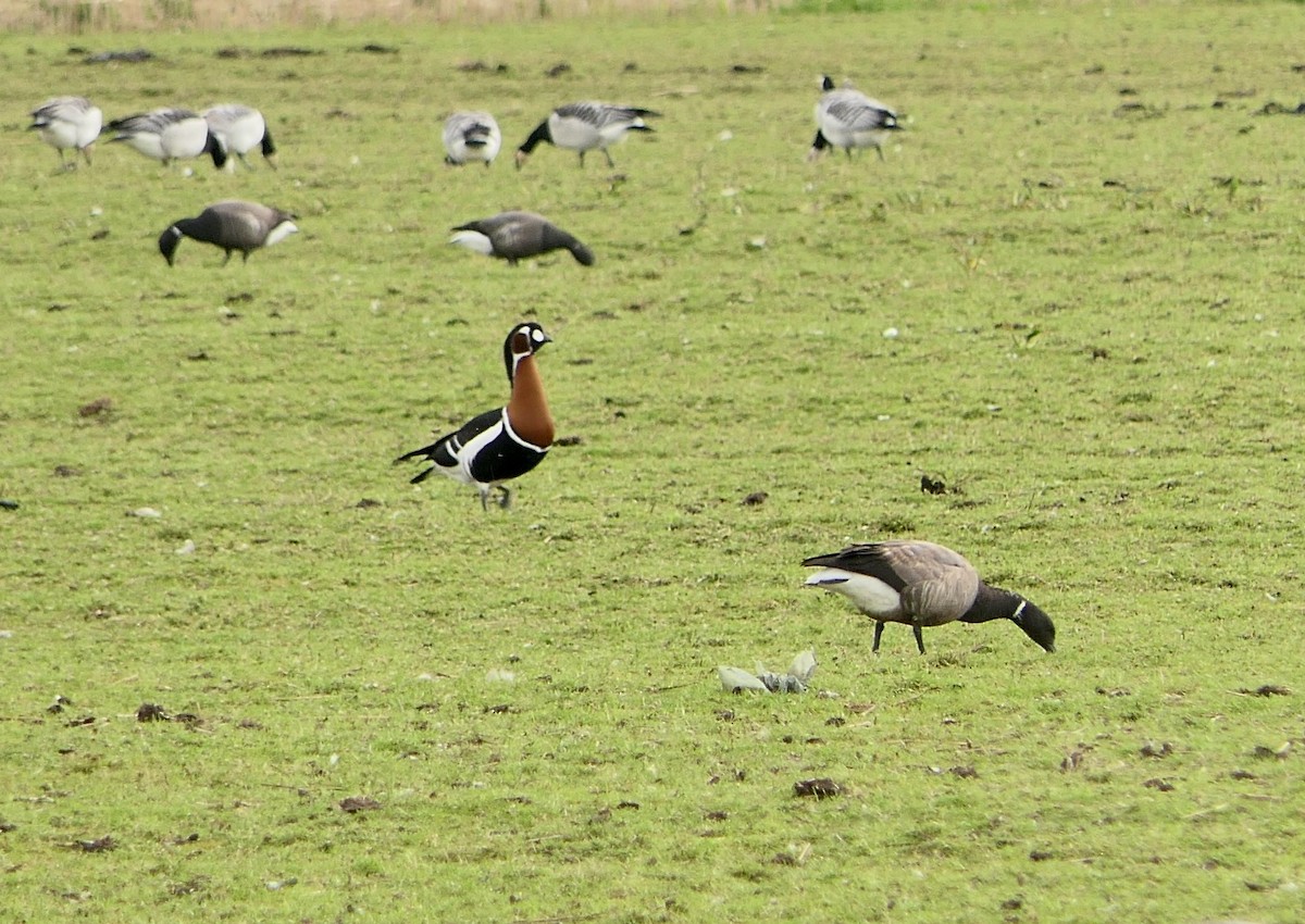 Red-breasted Goose - ML561667021