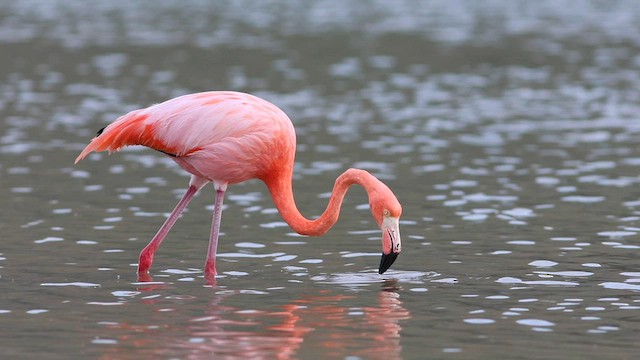 American Flamingo - ML561667601