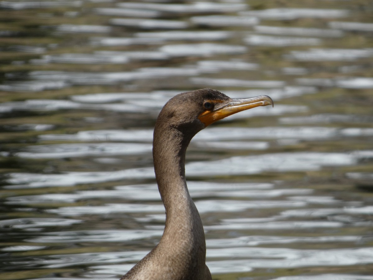 Double-crested Cormorant - ML561667911