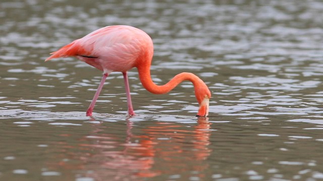 Amerika Flamingosu - ML561668021