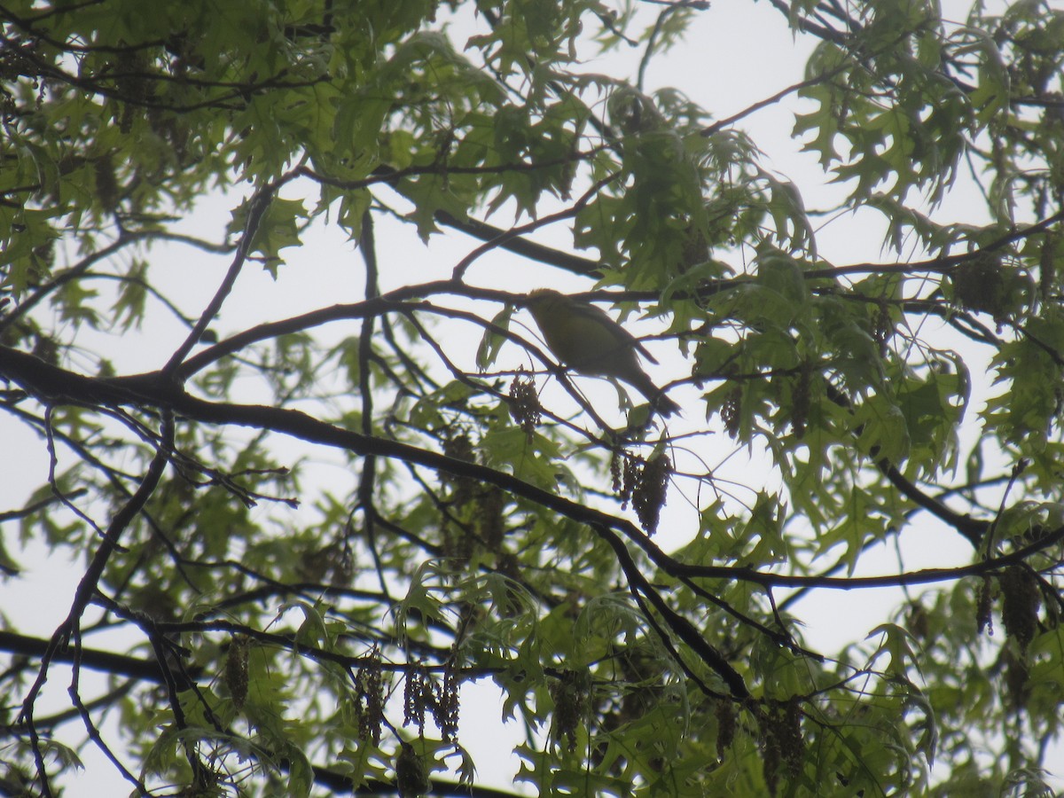 Blue-winged Warbler - ML561668381