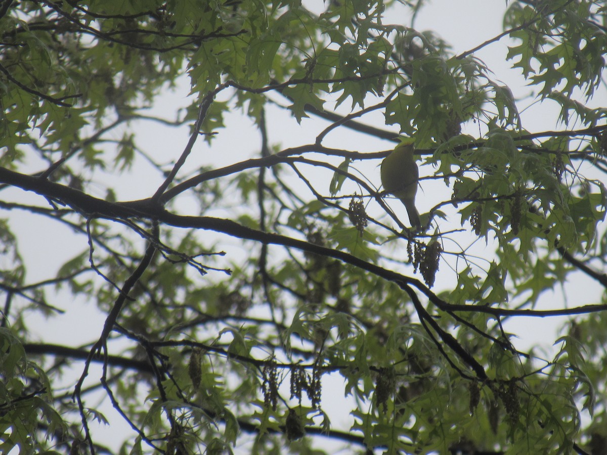 Blue-winged Warbler - ML561668391