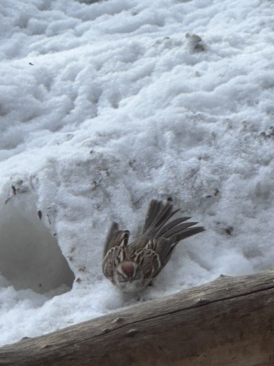 American Tree Sparrow - ML561668701