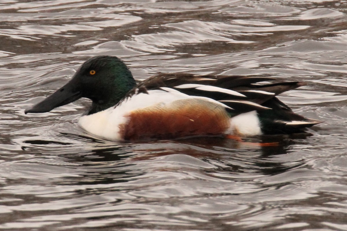 Northern Shoveler - ML561670231