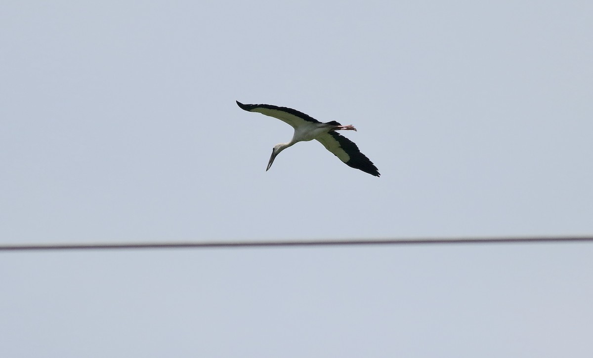 Asian Openbill - ML561670371