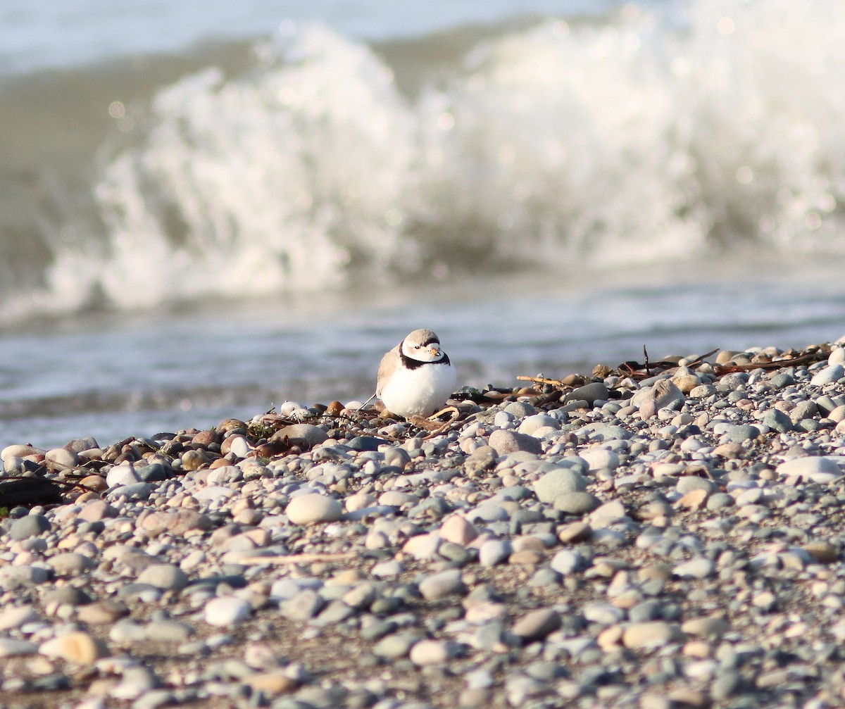 Piping Plover - ML561670441