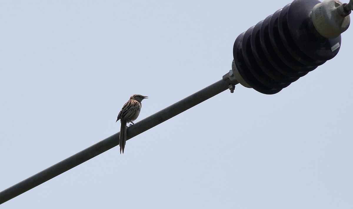 Striated Grassbird - ML561670631