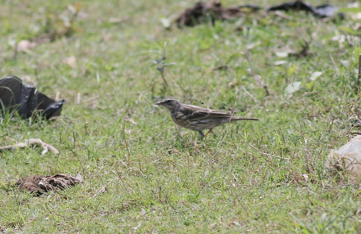 Rosy Pipit - ML561670841