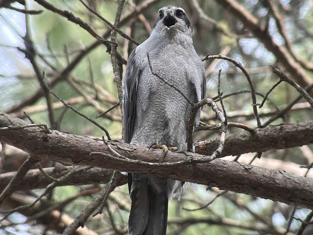 American Goshawk - ML561671021