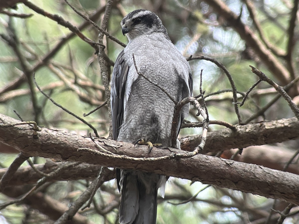 American Goshawk - ML561671241