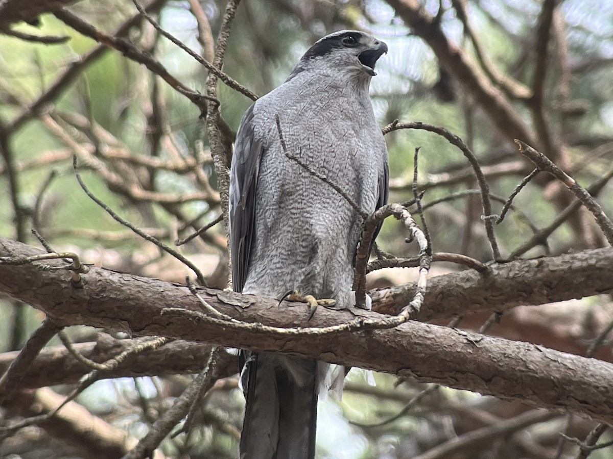 American Goshawk - ML561671591