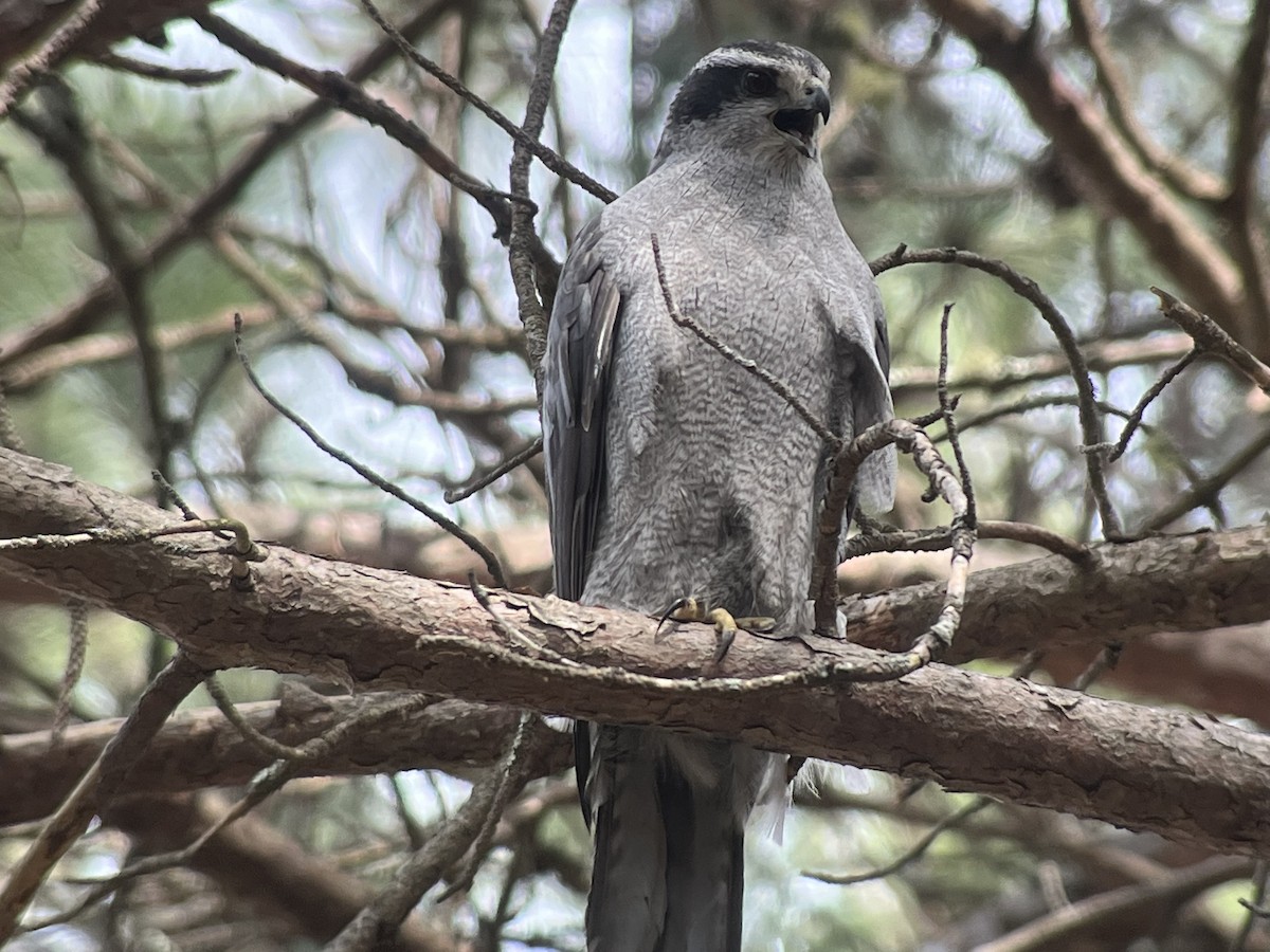 American Goshawk - ML561672331