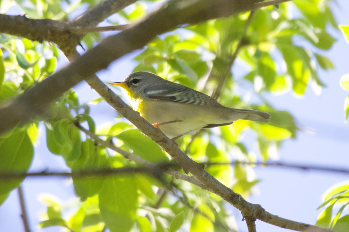 Northern Parula - ML561672671