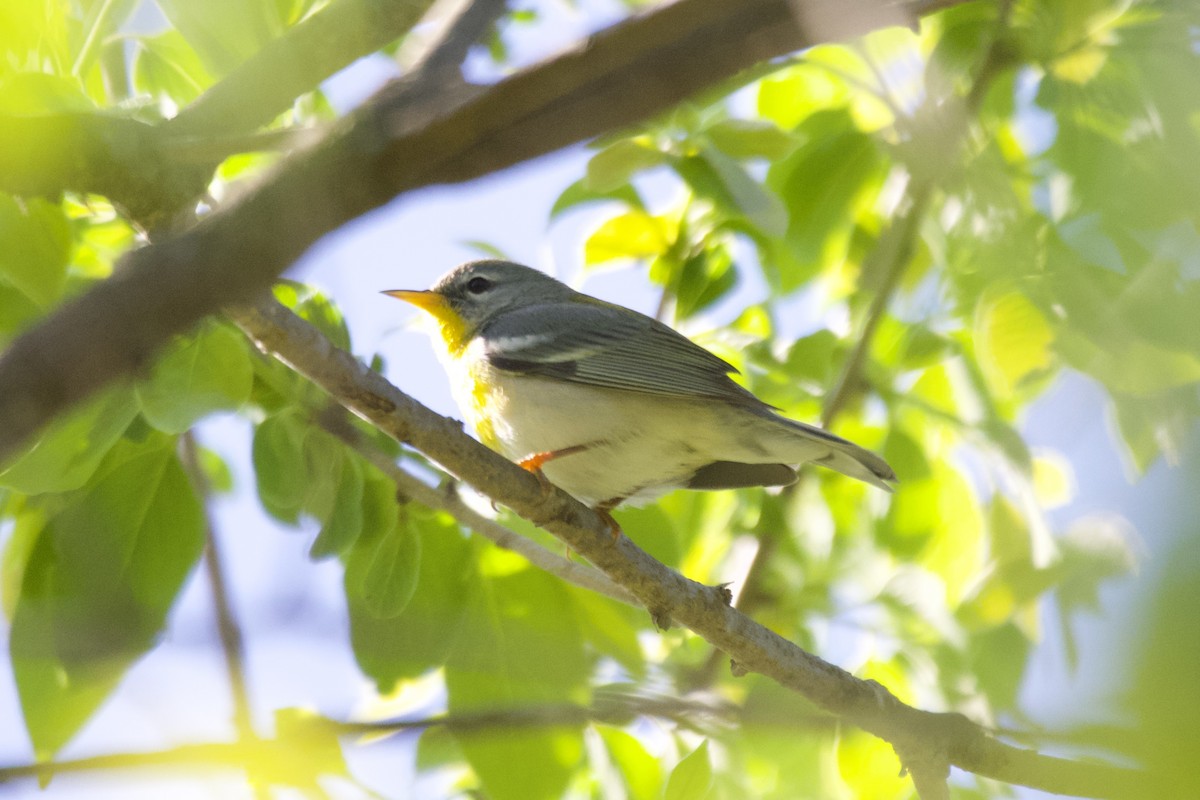 Northern Parula - ML561672681