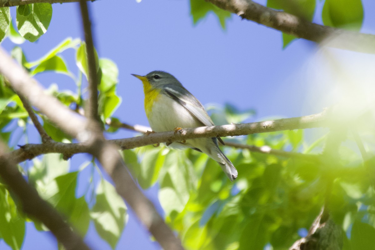 Northern Parula - ML561672691