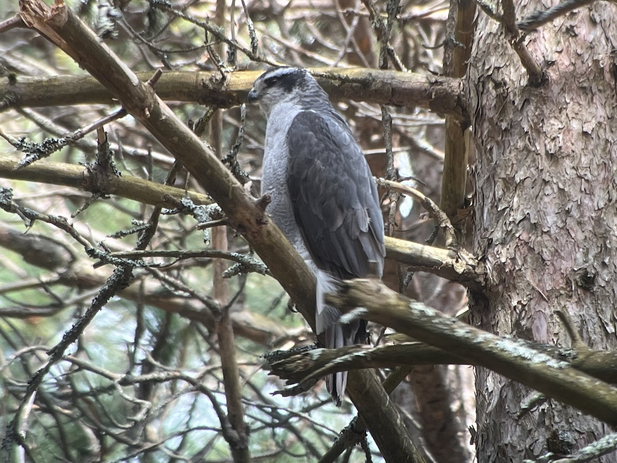 American Goshawk - ML561672711