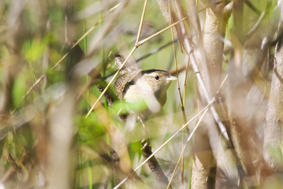 Sedge Wren - ML561672851