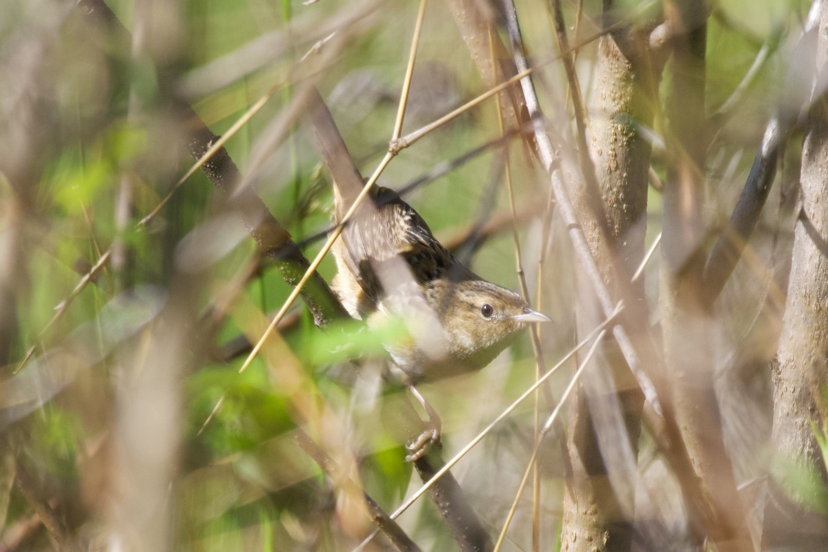 Sedge Wren - ML561672861