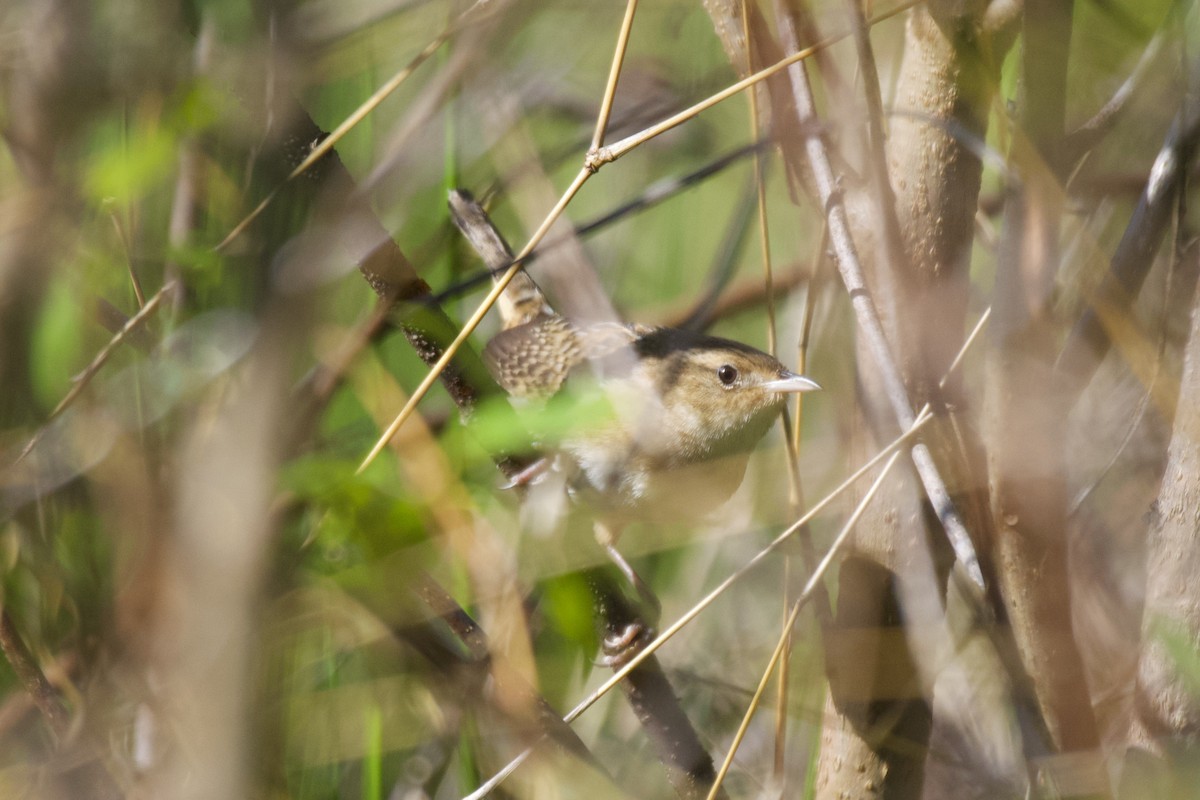 Sedge Wren - ML561672871