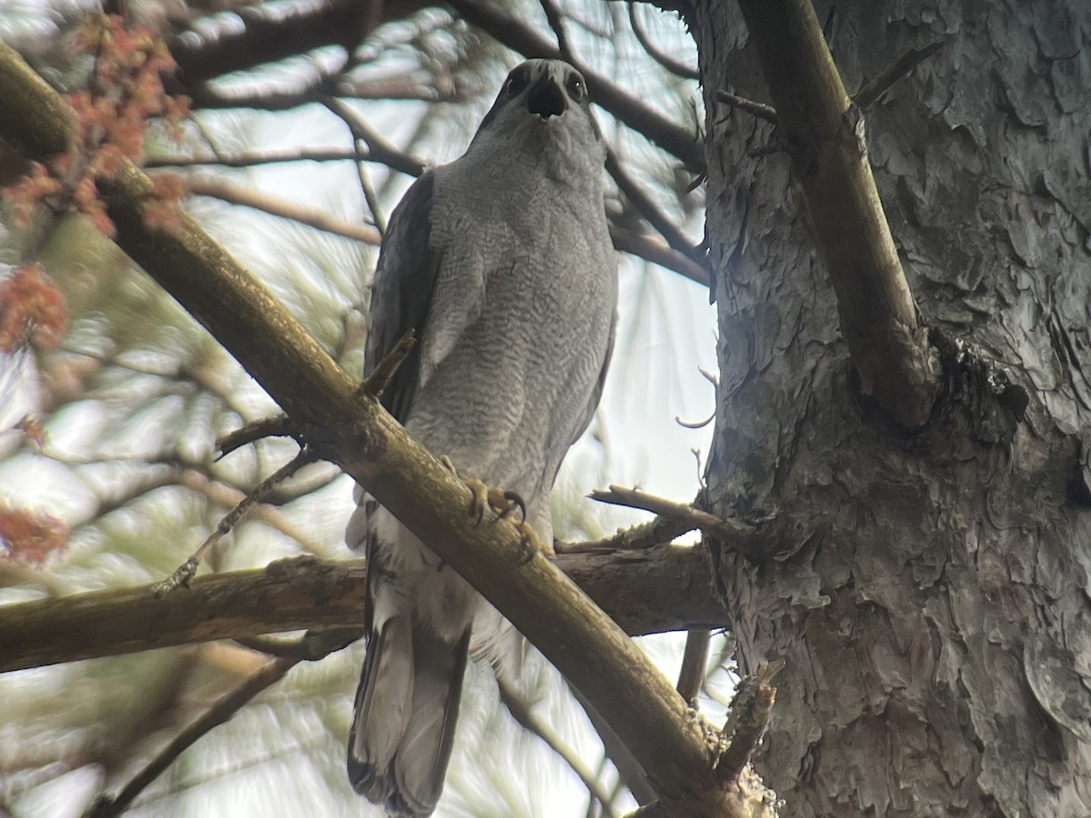 American Goshawk - ML561672941