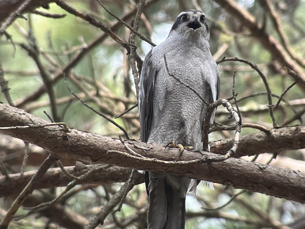 American Goshawk - ML561673251