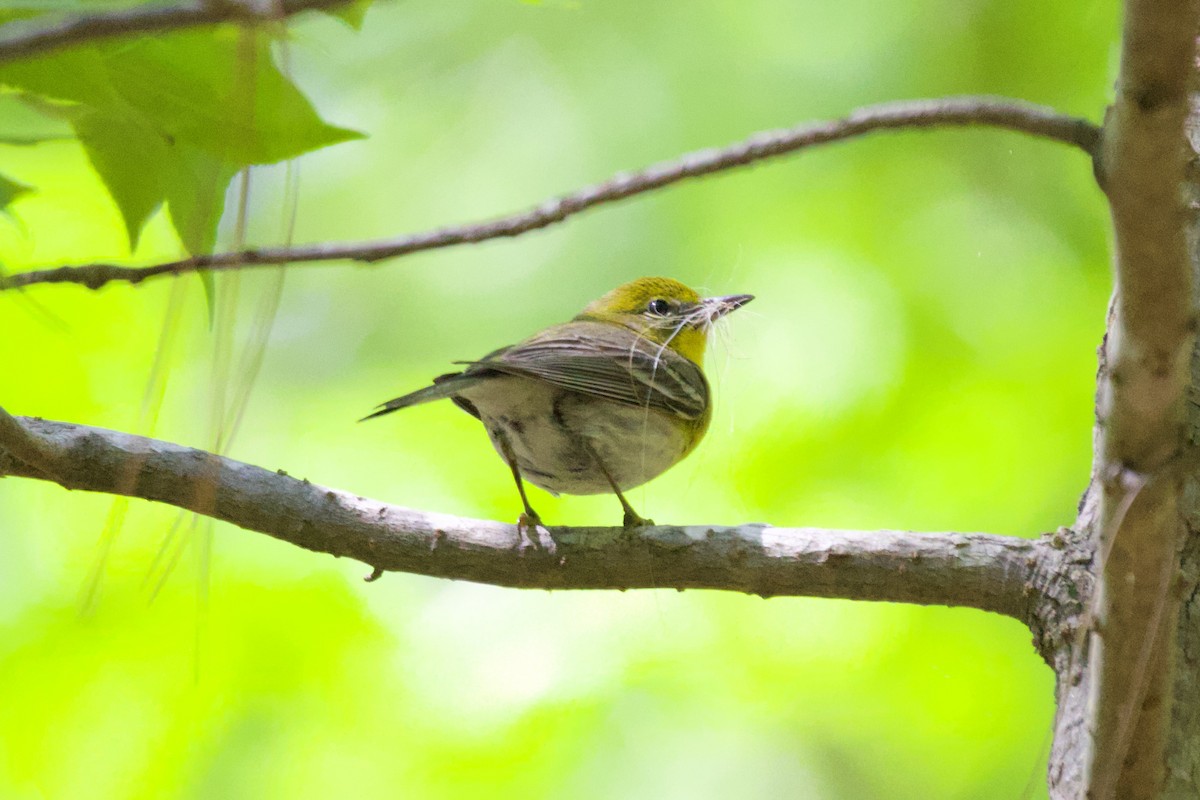 Pine Warbler - ML561673601