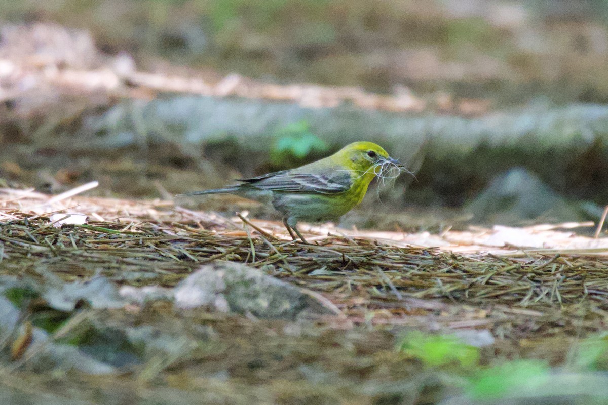 Pine Warbler - ML561673631