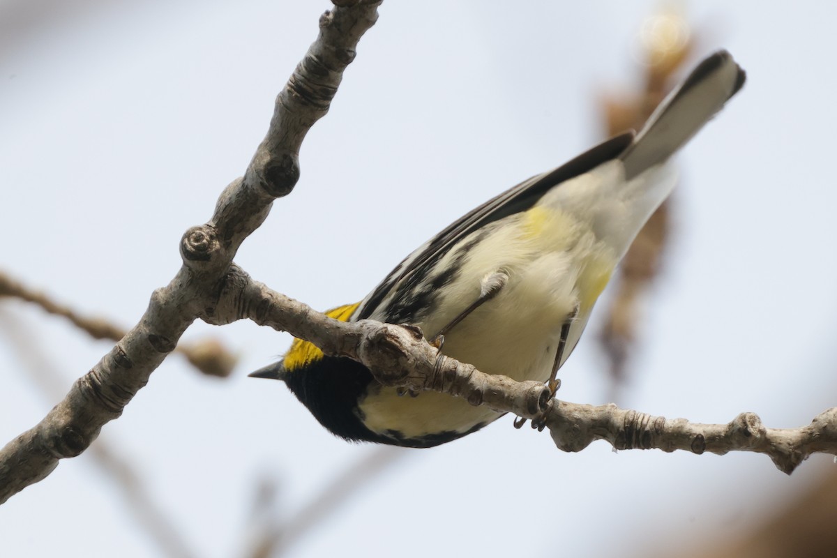 Black-throated Green Warbler - ML561674201