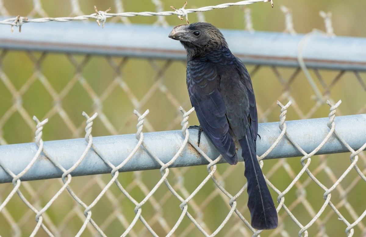 Smooth-billed Ani - ML561674361