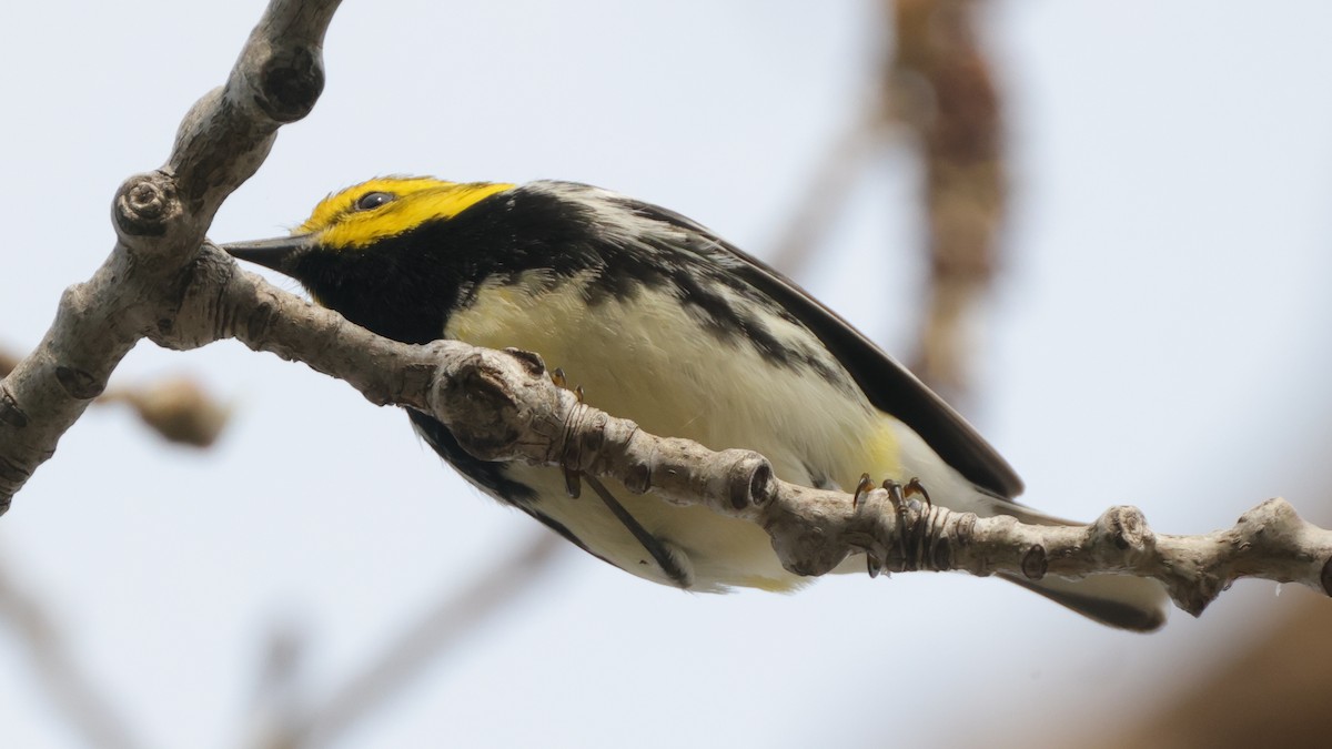 Black-throated Green Warbler - ML561674441