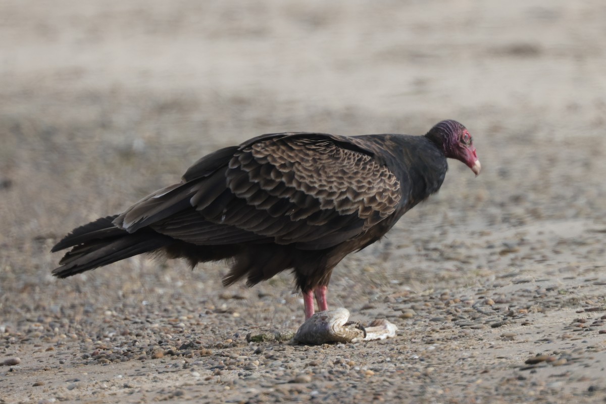 Turkey Vulture - ML561675131