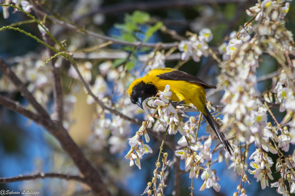 Black-cowled Oriole - ML561676091