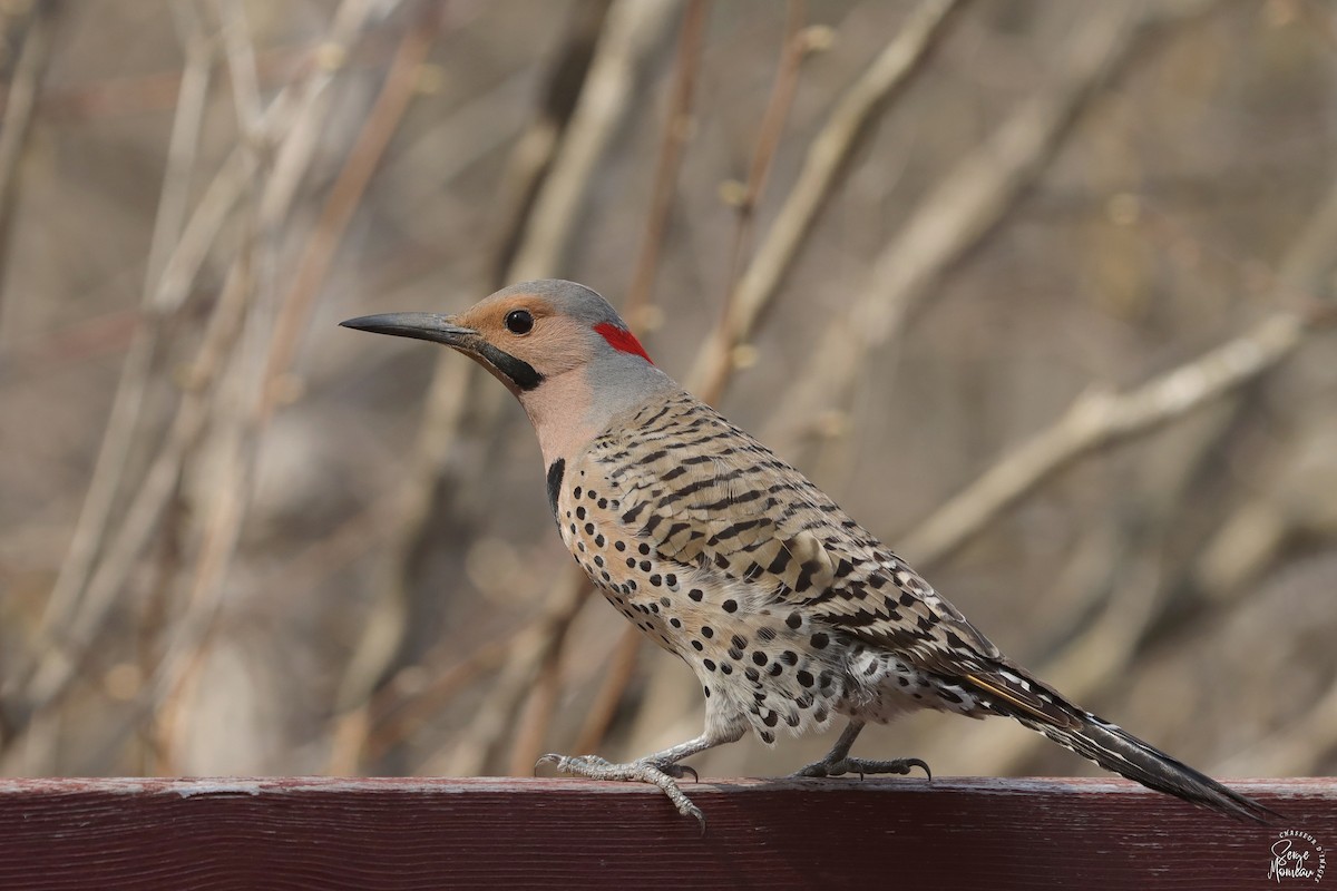 Northern Flicker - Serge Morneau