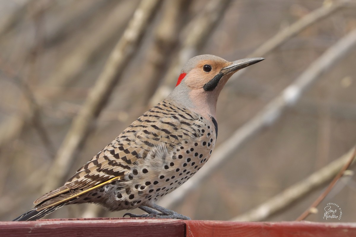 Northern Flicker - ML561677501