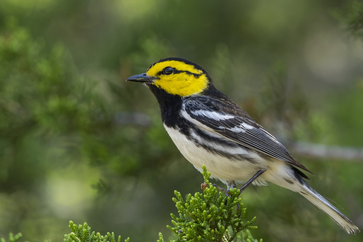 Golden-cheeked Warbler - Joshua Covill