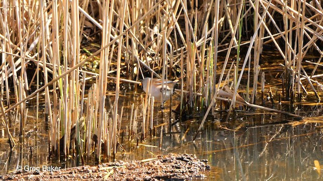 Bearded Reedling - ML561681011