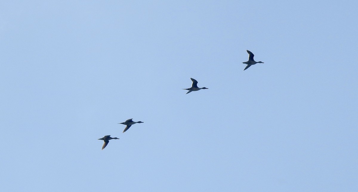 Northern Pintail - ML561681211