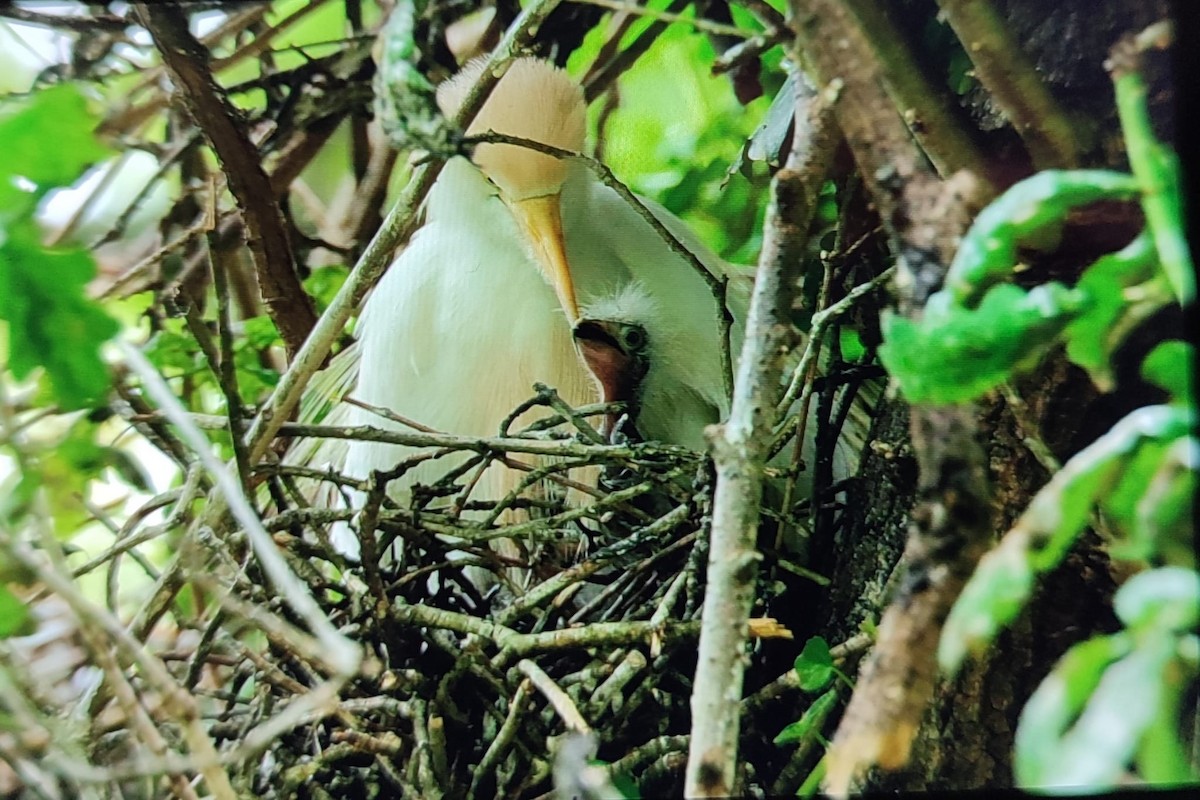 Western Cattle-Egret - ML561682141