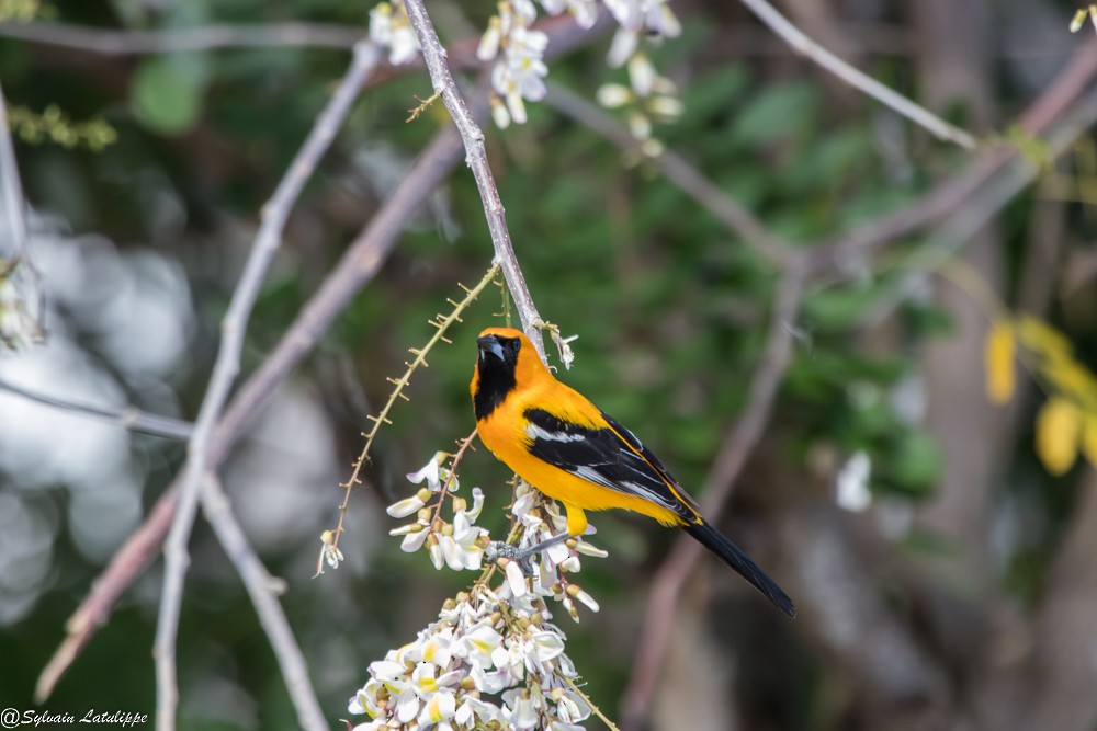 Orange Oriole - ML561682561