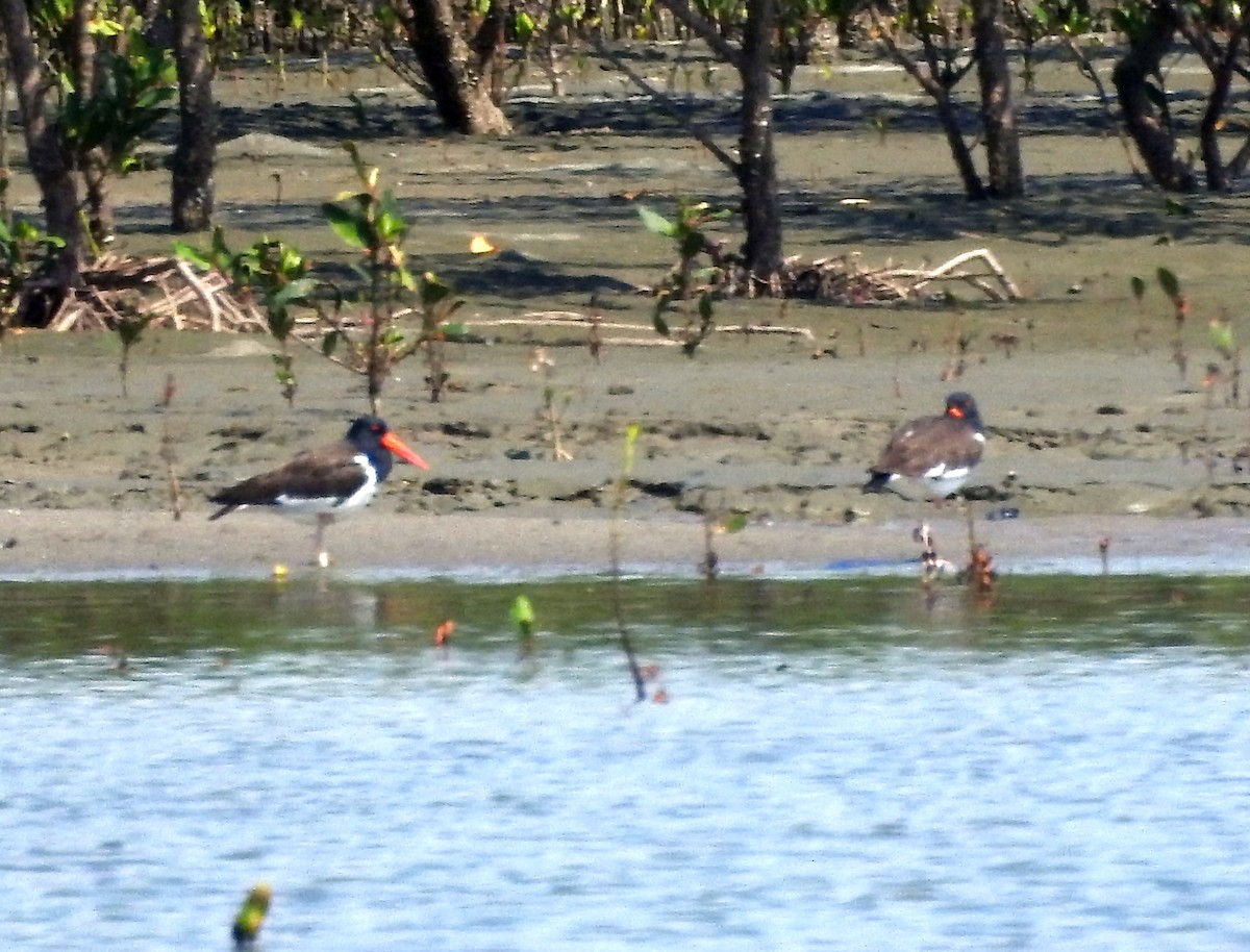 American Oystercatcher - Linda Padera