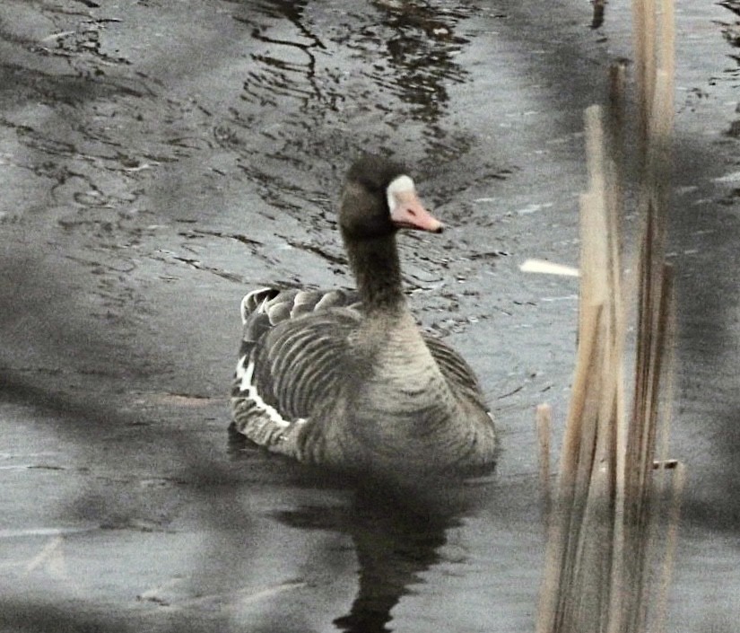 Greater White-fronted Goose - ML561685681