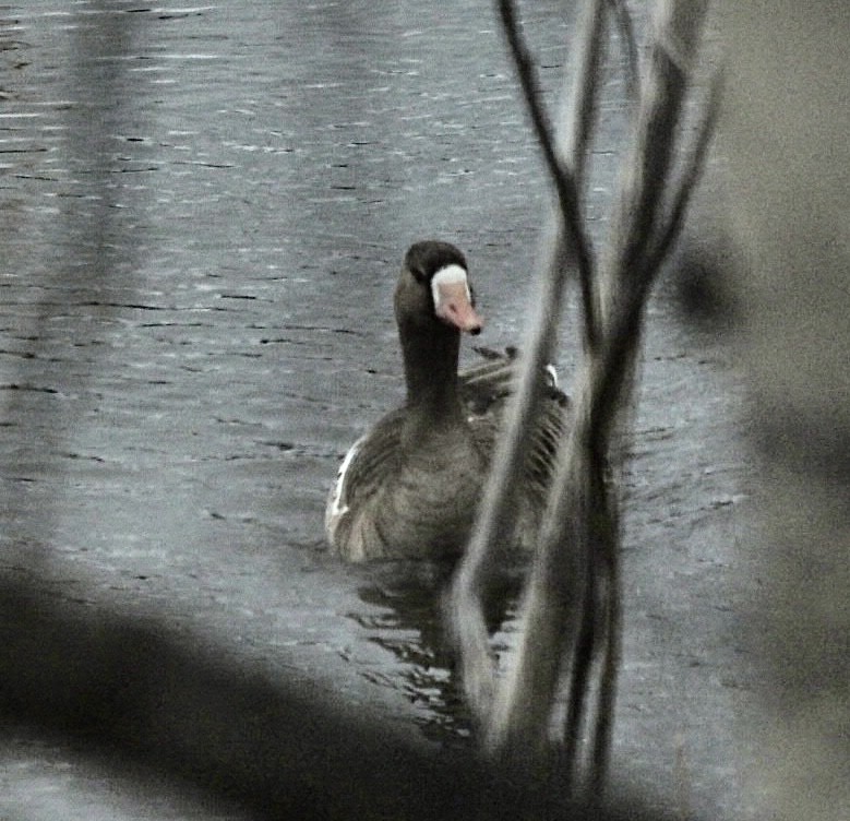 Greater White-fronted Goose - ML561685691