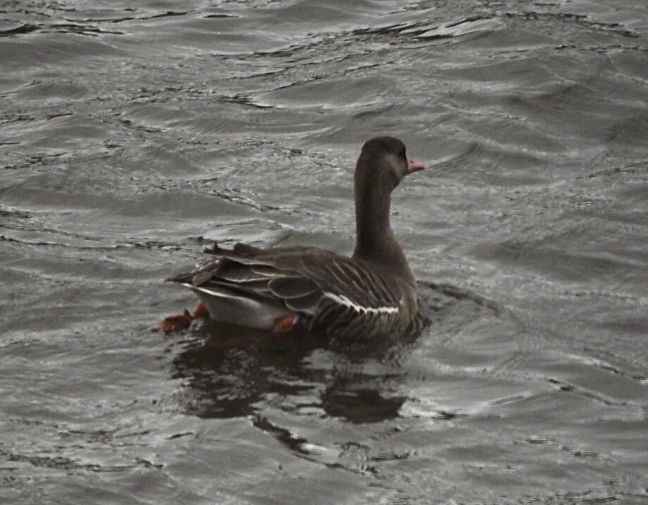 Greater White-fronted Goose - ML561685701