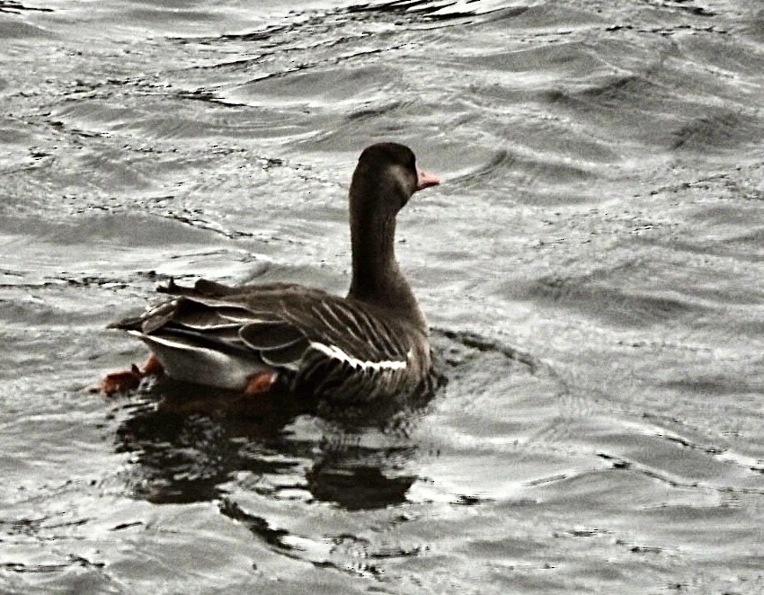 Greater White-fronted Goose - ML561685711